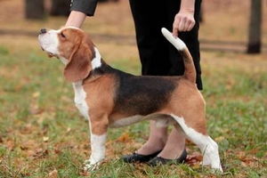 Litter "E" born 26.11.2012